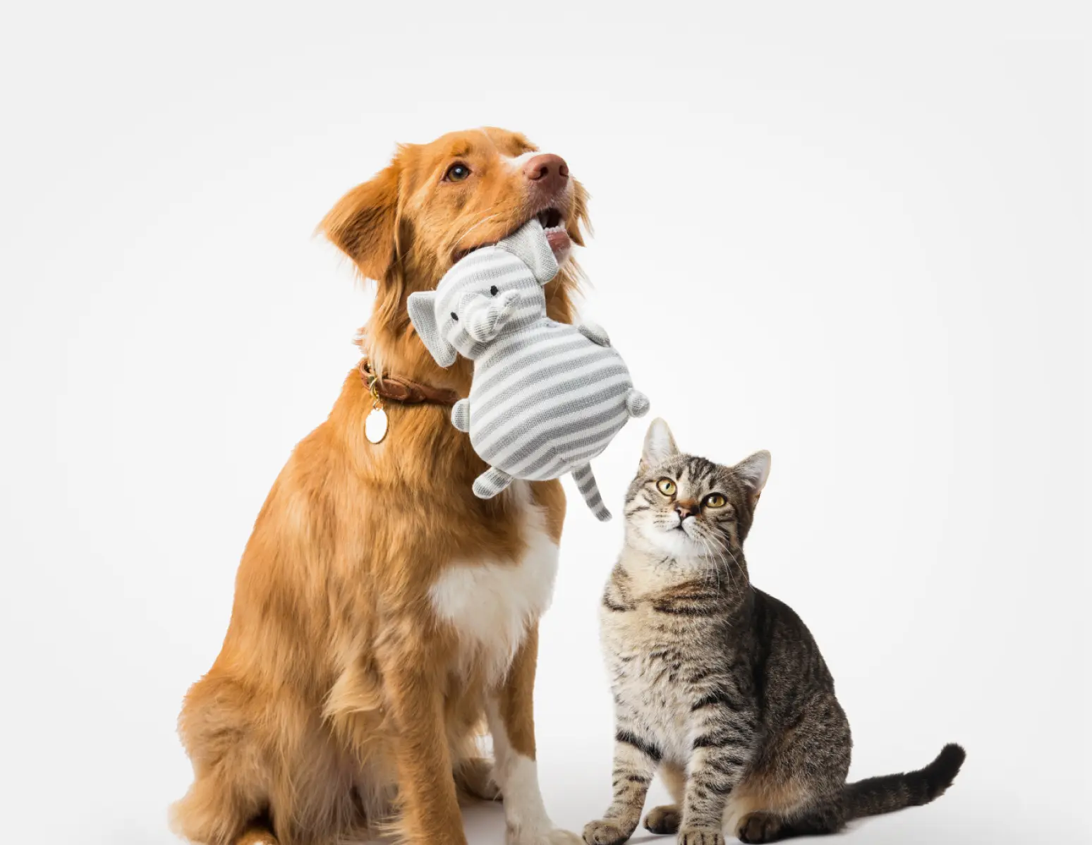 Cat and Dog sitting happily together